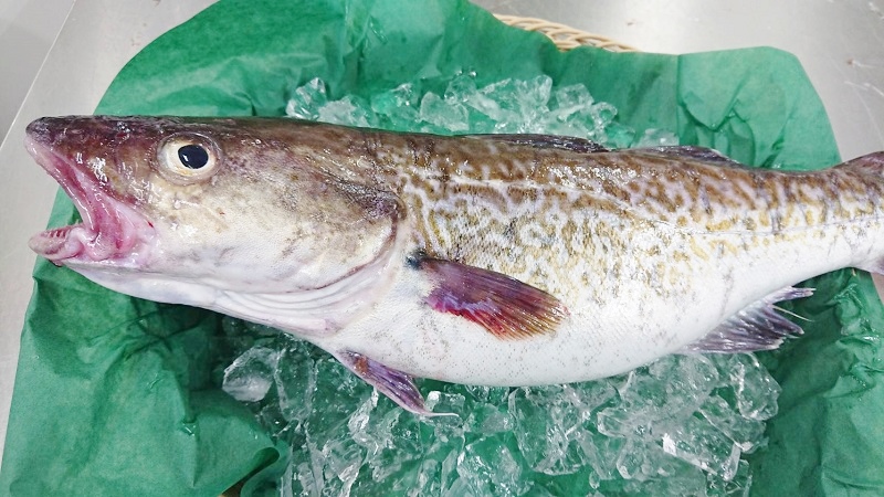 21 03 24 似ている魚シリーズ 9 マダラ と スケソウダラ 相馬双葉漁業協同組合 21 03 24 似ている魚シリーズ 9 マダラ と スケソウダラ 相馬双葉漁業協同組合