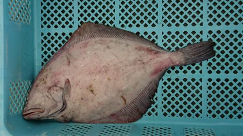 04 17 本日の水揚 カレイの種類について 相馬双葉漁業協同組合