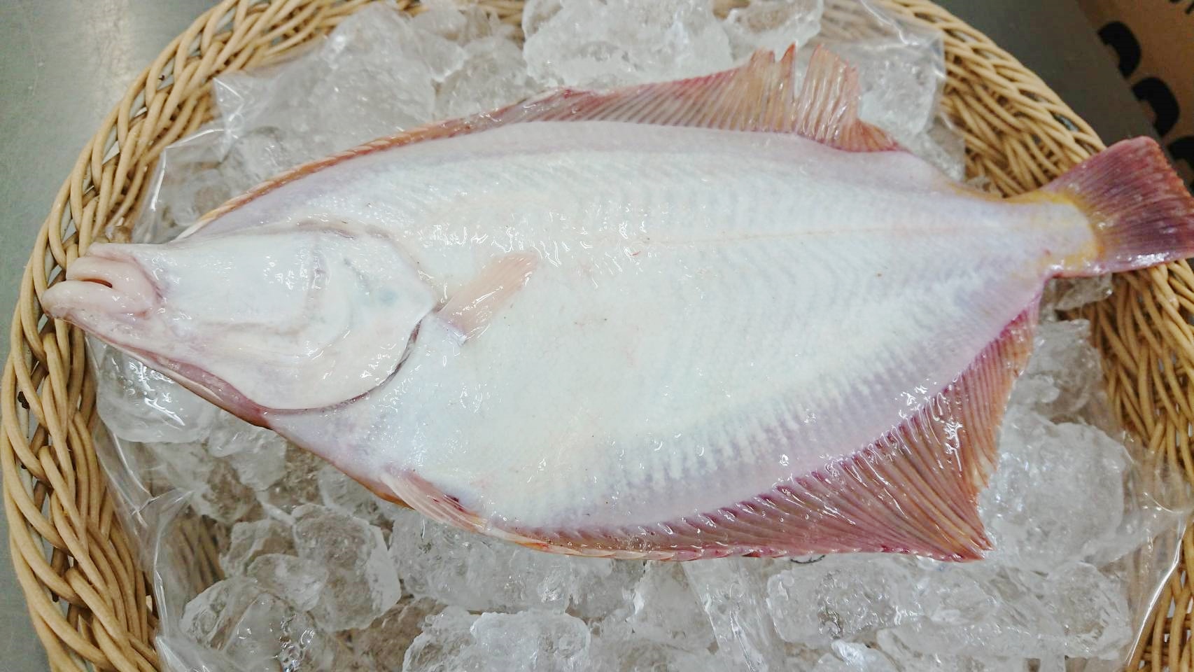04 15 本日の水揚 カレイの種類について 相馬双葉漁業協同組合