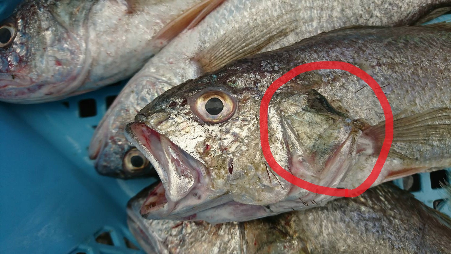 06 26 本日の水揚 魚の呼吸法 相馬双葉漁業協同組合