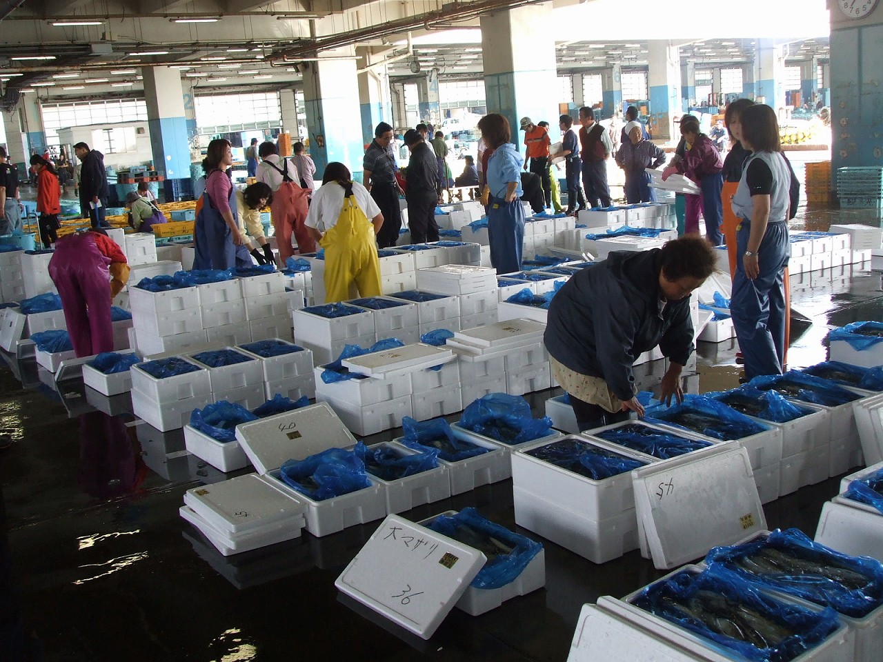 07 15 本日の水揚 大羽イワシ 震災前の水揚 相馬双葉漁業協同組合