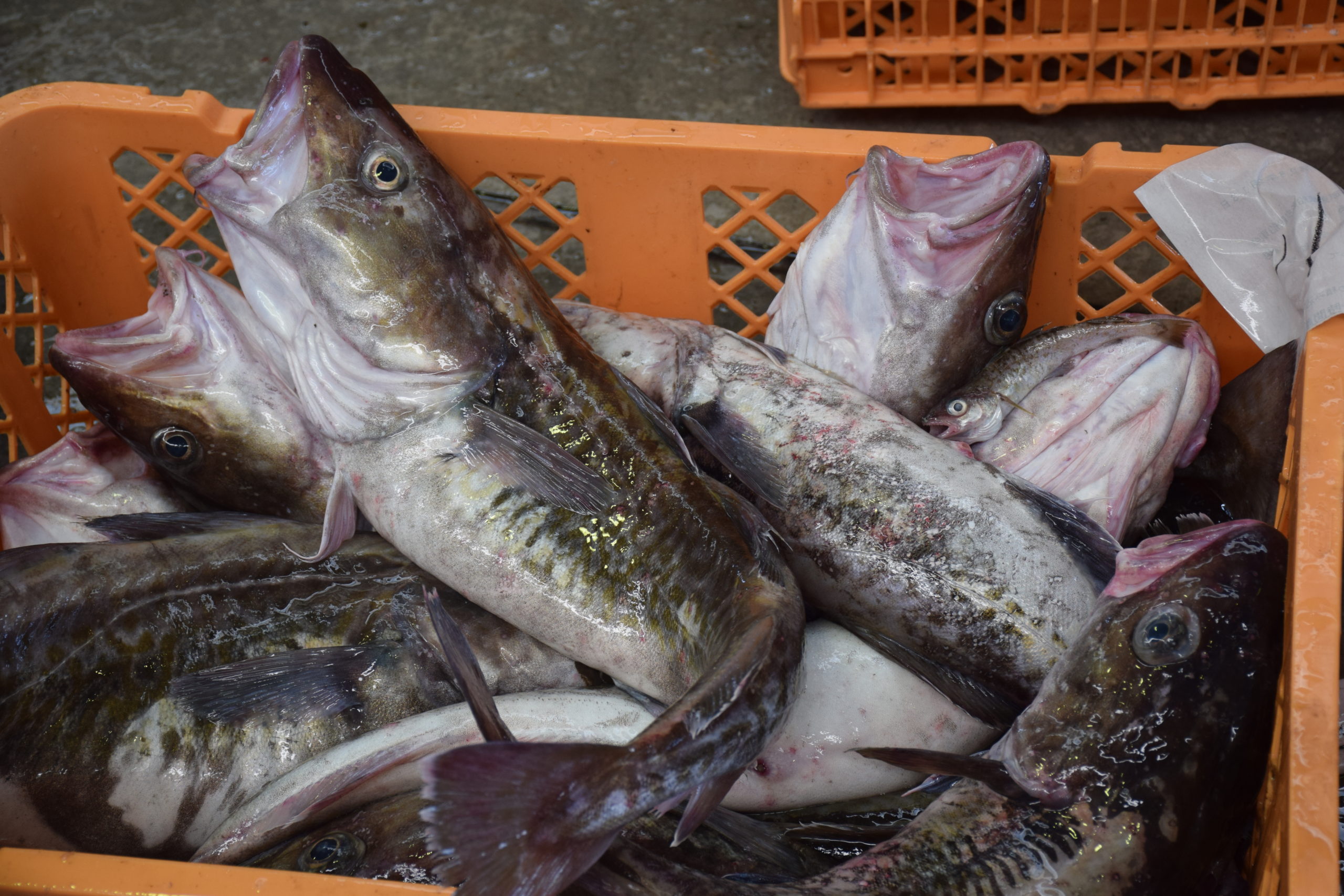 10 08 本日の水揚 魚のヒゲ 相馬双葉漁業協同組合