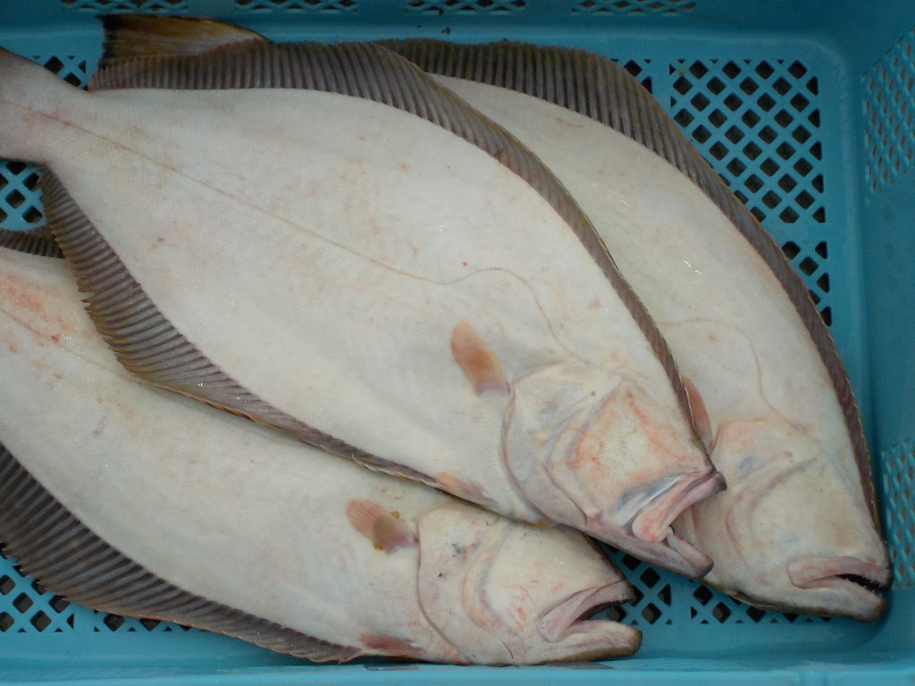 22 09 増えた魚 減った魚 相馬双葉漁業協同組合